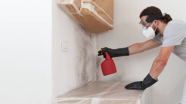 Professional Black Mold Removal technician working in Brentwood, NY